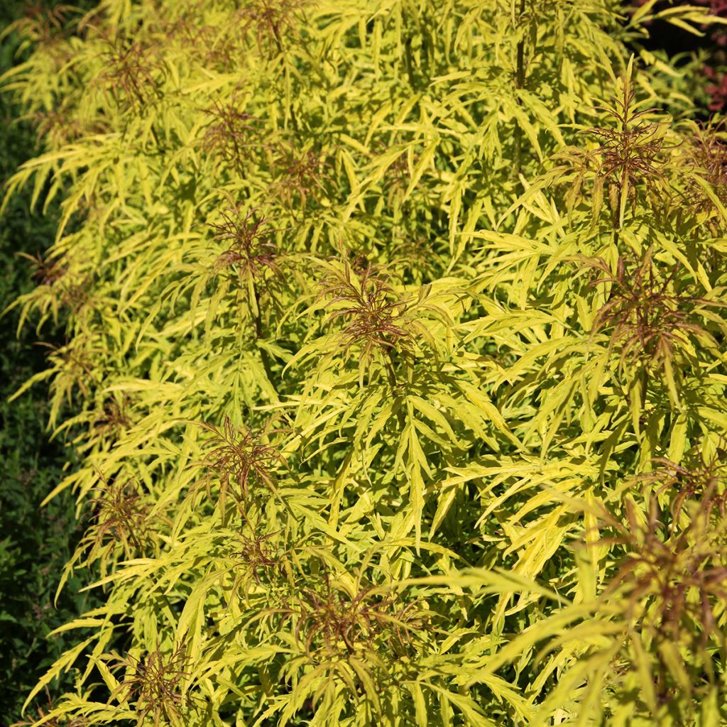 Sambucus racemosa Goldenlocks - European Red Elder