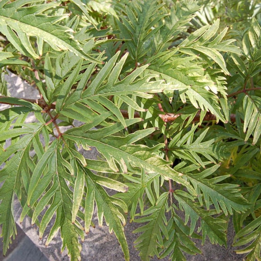 Elderberry - Sambucus racemosa Sutherland Gold