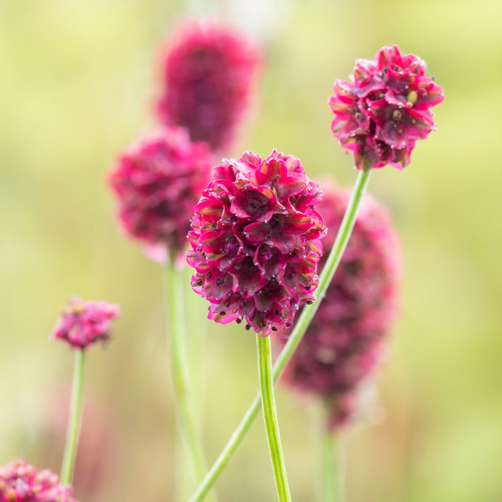 Sanguisorba Proud Mary