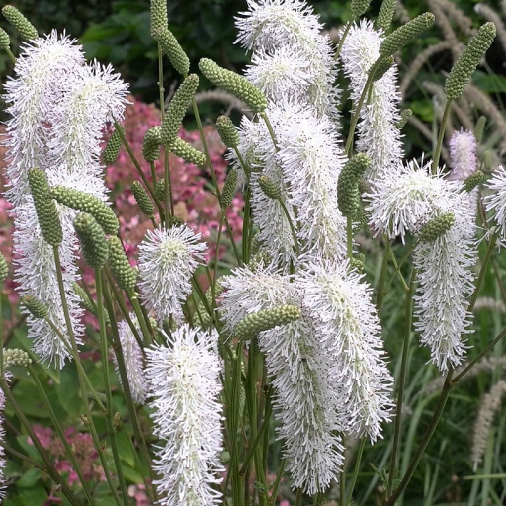 Sanguisorba hakusanensis White Brushes