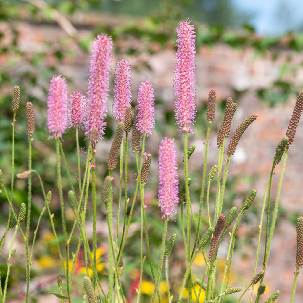 Sanguisorba hakusanensis