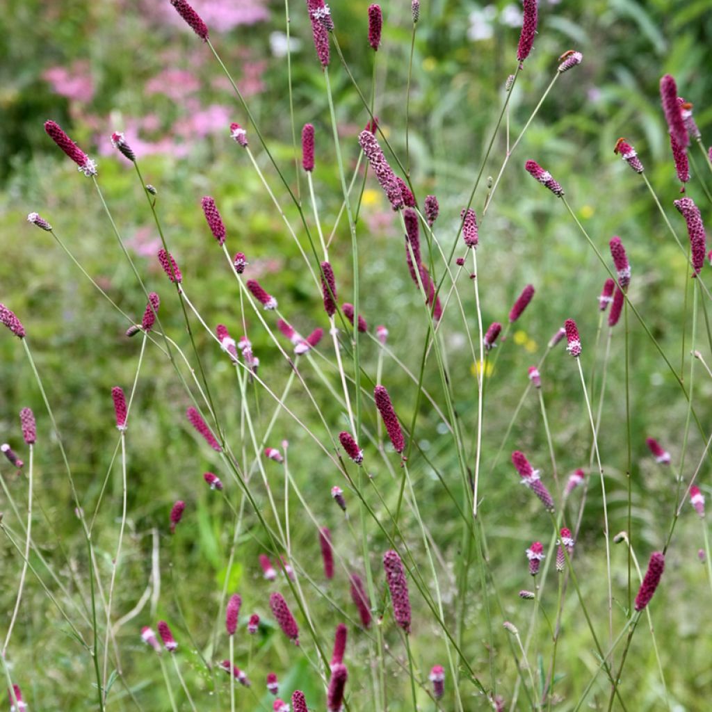 Sanguisorba menziesii