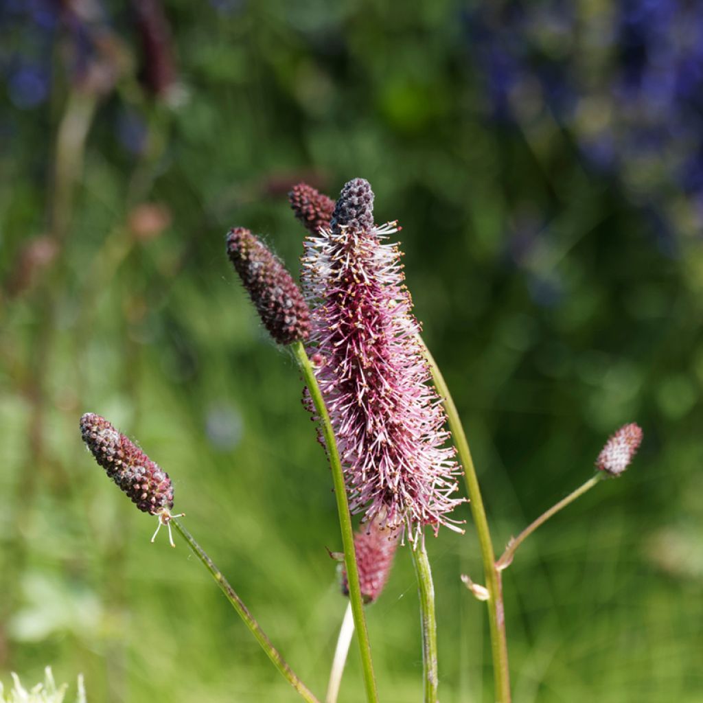 Sanguisorba menziesii