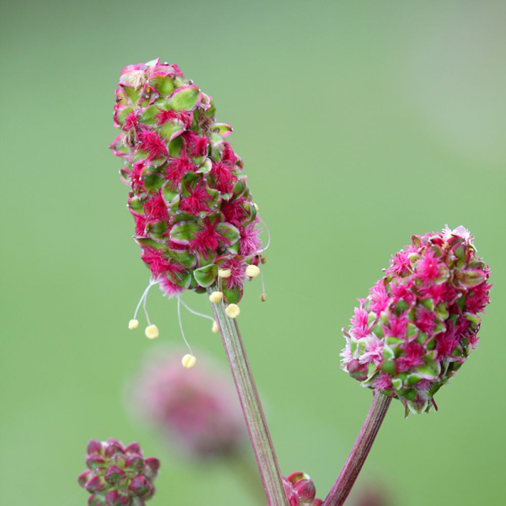 Sanguisorba minor