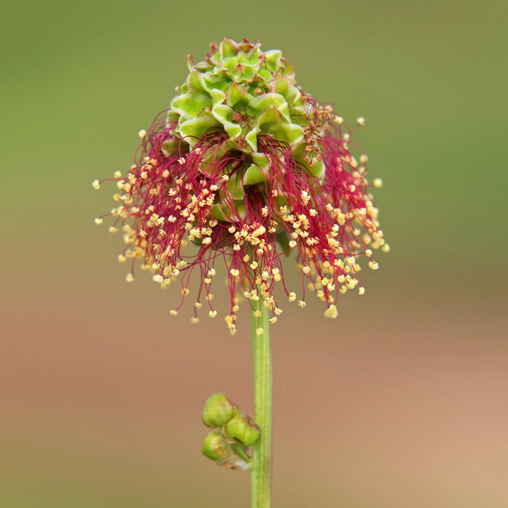 Sanguisorba minor