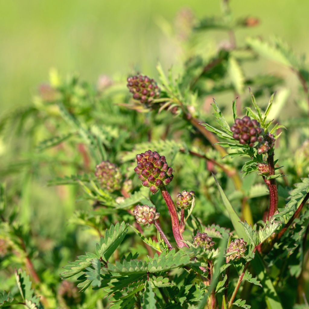 Sanguisorba minor