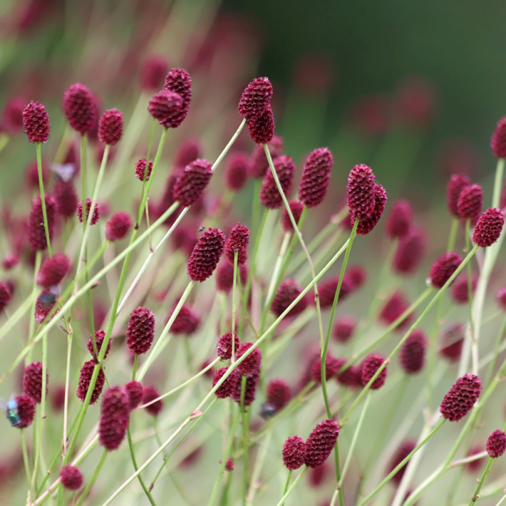 Sanguisorba officinalis 'Arnhem'