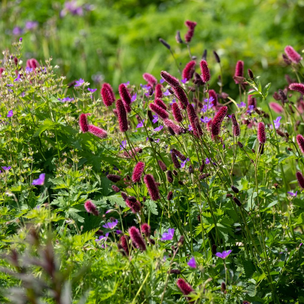 Sanguisorba officinalis Tanna