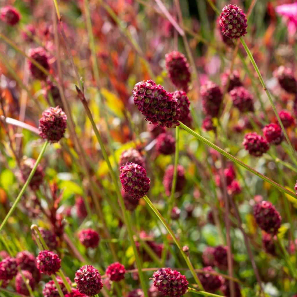 Sanguisorba officinalis Tanna