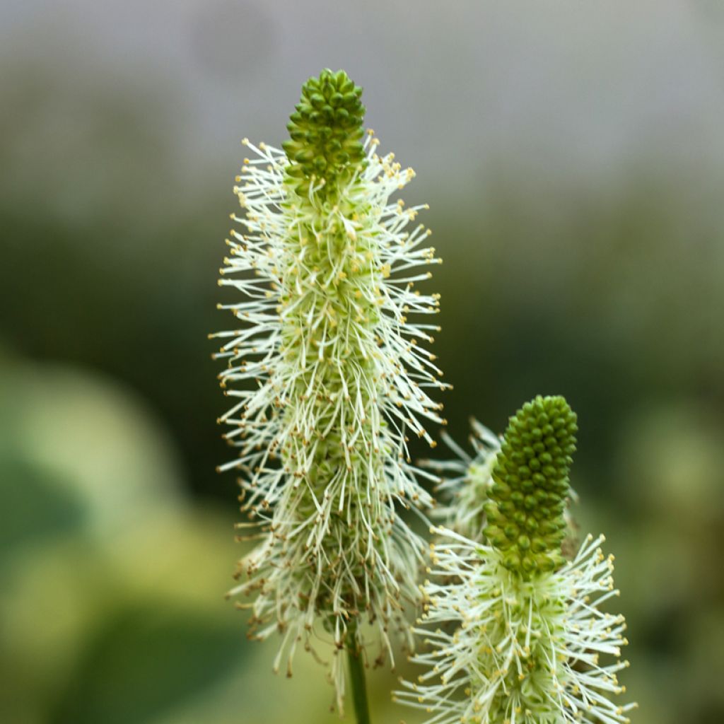 Sanguisorba tenuifolia Alba