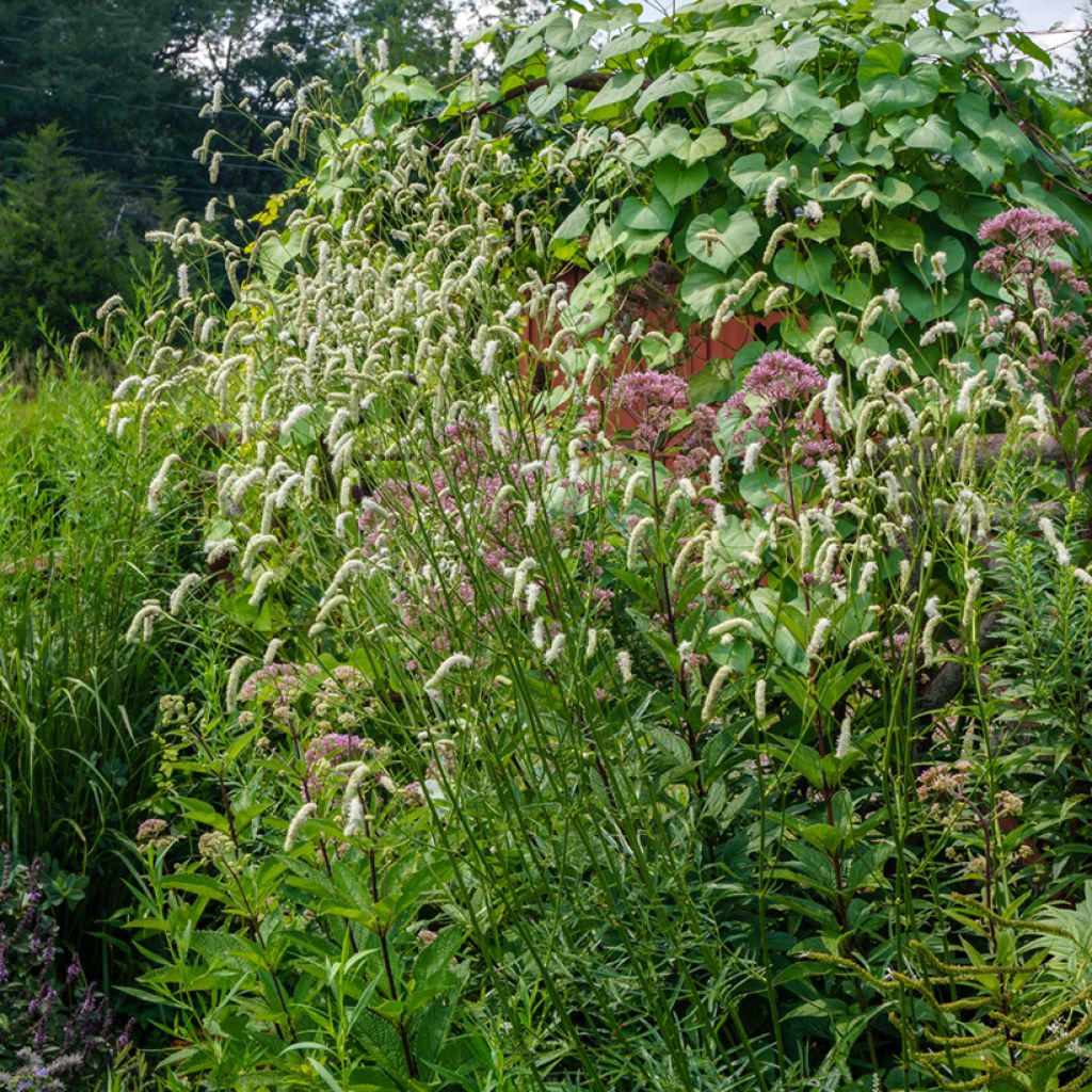 Sanguisorba tenuifolia Alba