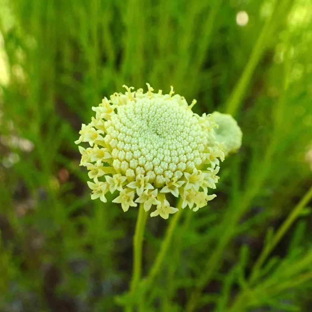 Santolina rosmarinifolia - Santoline à feuilles de romarin