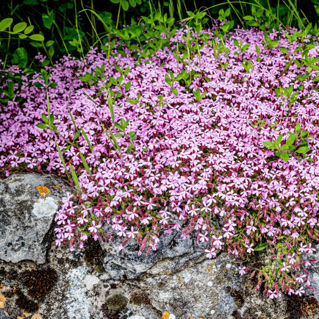 Saponaria ocymoides