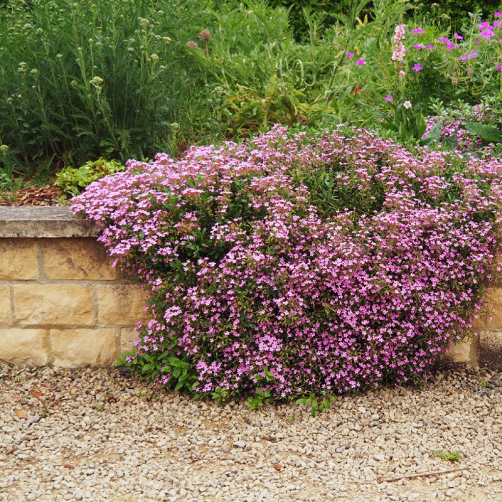 Saponaria ocymoides