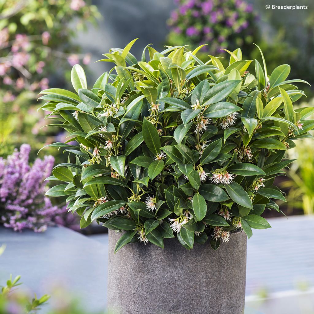 Sarcococca hookeriana var. humilis Fragrant Mountain - Himalayan sweet box