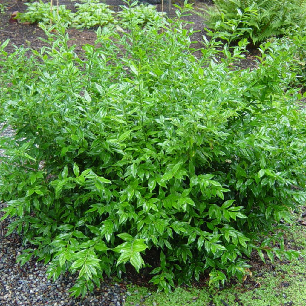 Sarcococca ruscifolia  