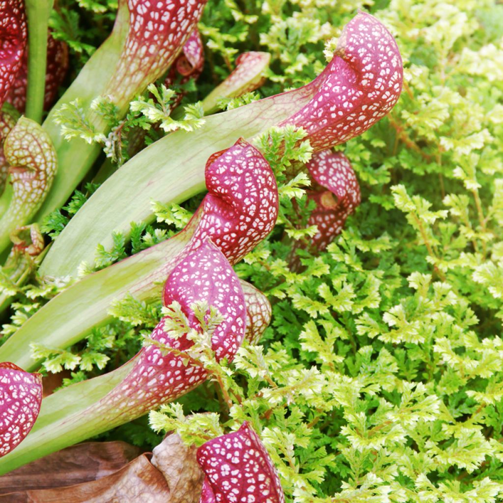 Sarracenia Scarlet Belle - Sarracénie, plante carnivore