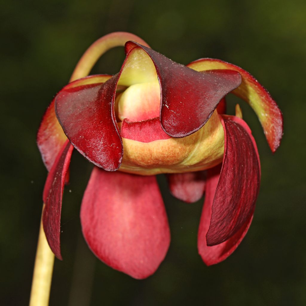 Sarracenia purpurea venosa - Sarracénie pourpre, plante carnivore