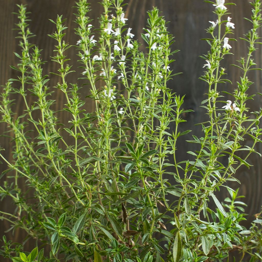 Satureja hortensis - Annual Savory