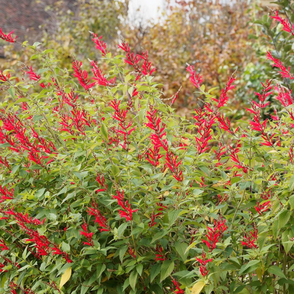 Salvia elegans Pineapple