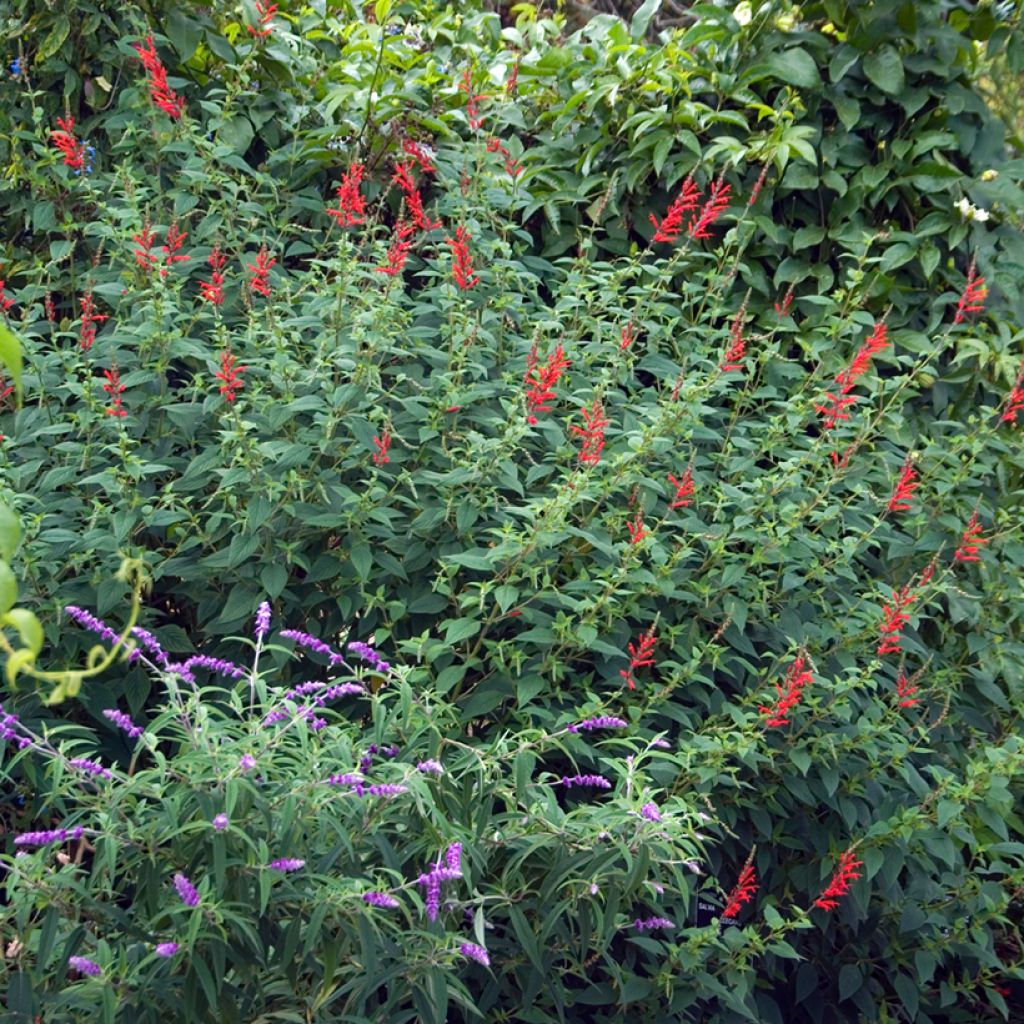 Salvia elegans Pineapple