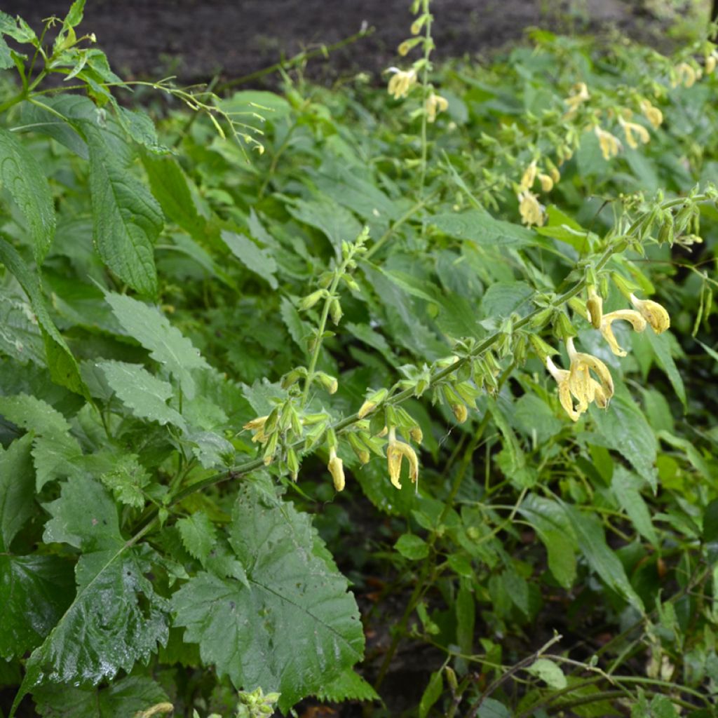 Salvia glutinosa