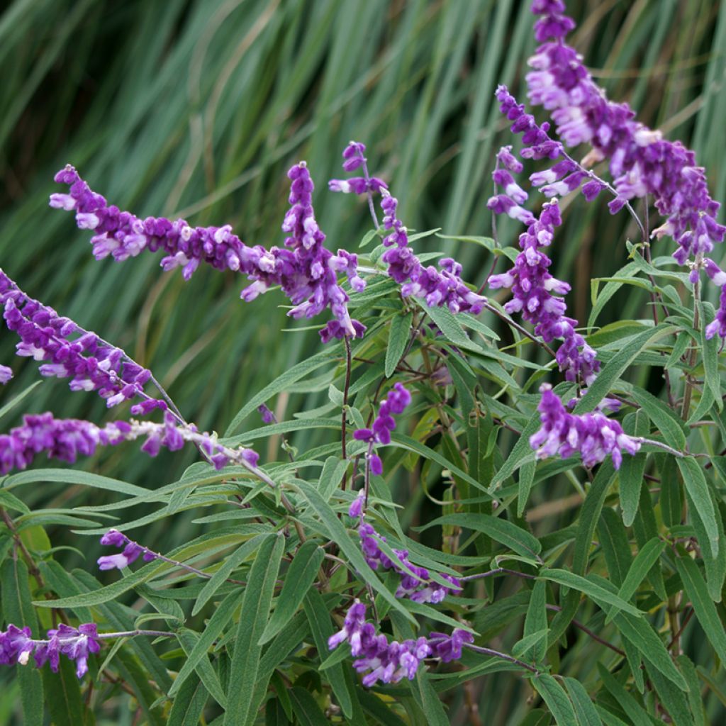 Salvia leucantha