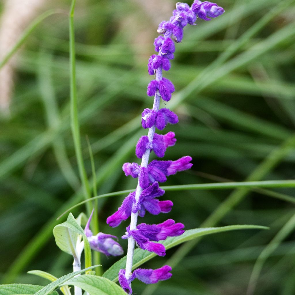 Salvia leucantha