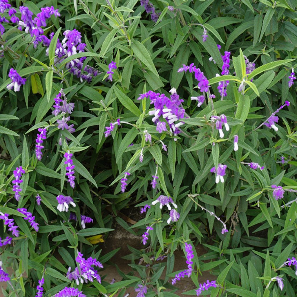 Salvia leucantha