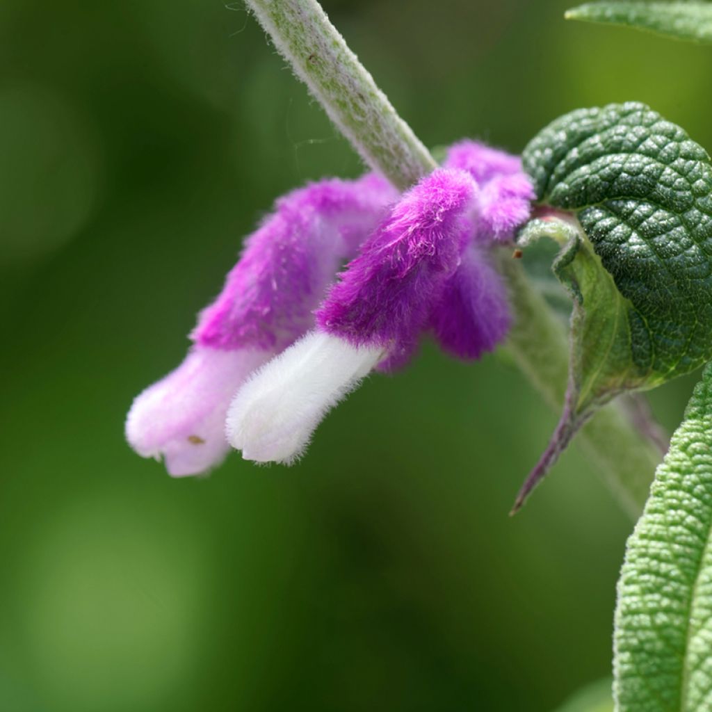 Salvia leucantha