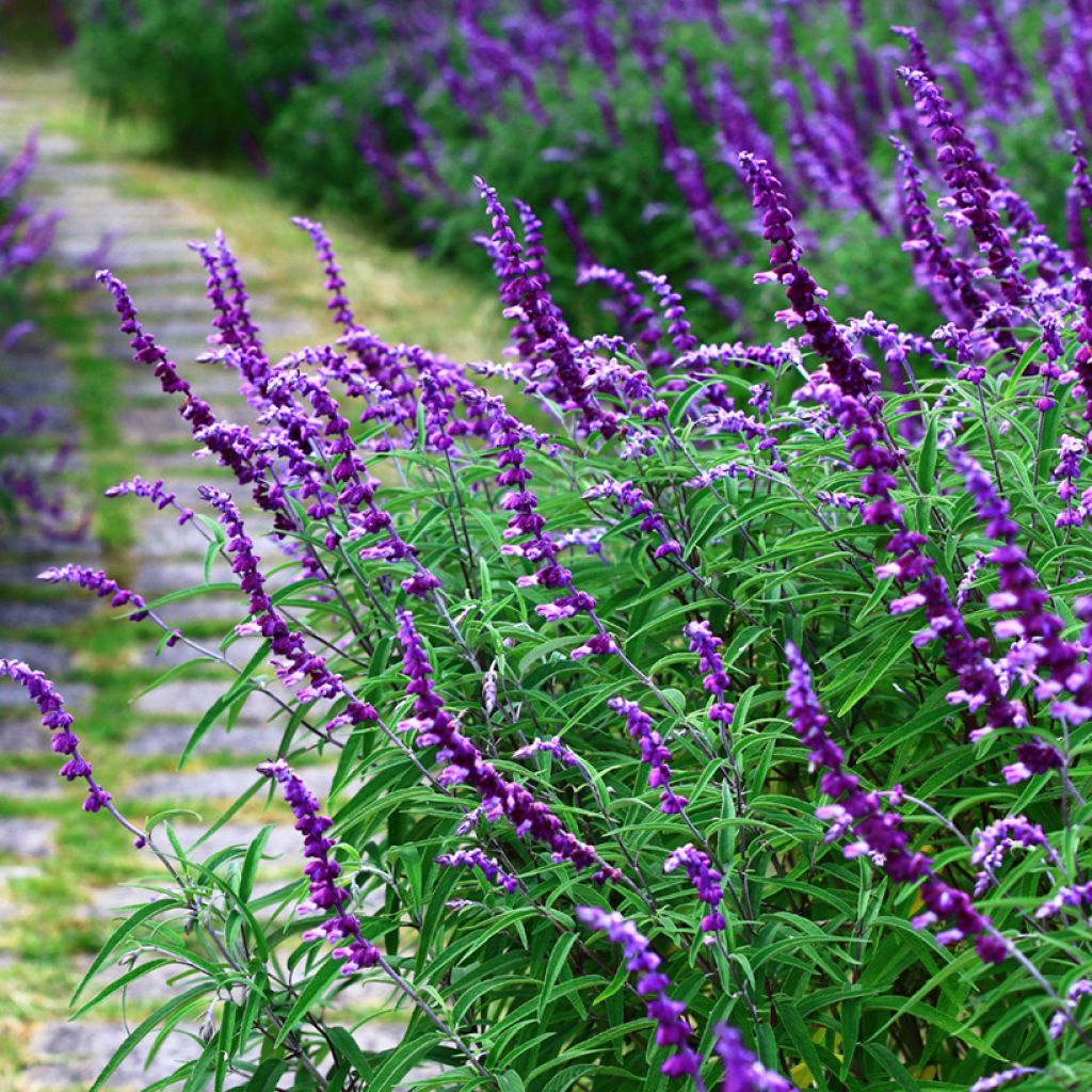 Salvia leucantha