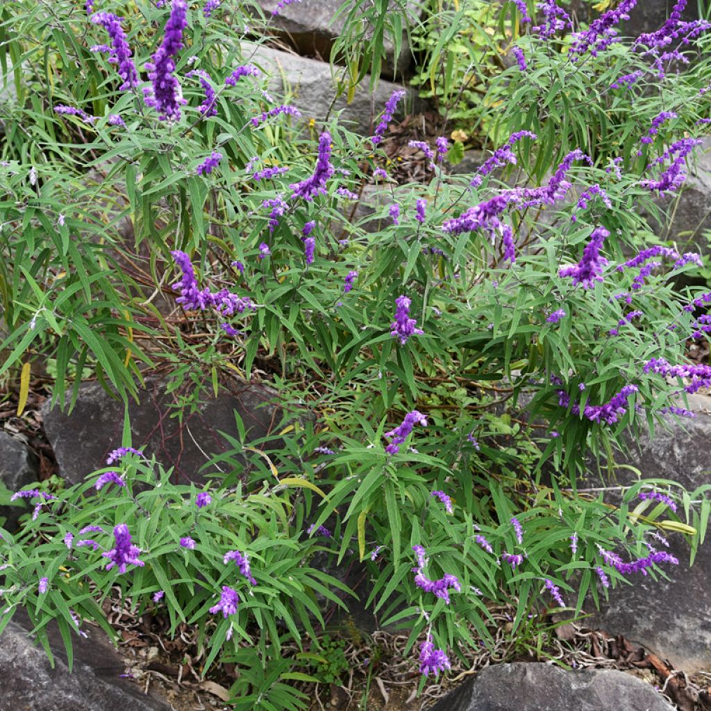 Salvia leucantha