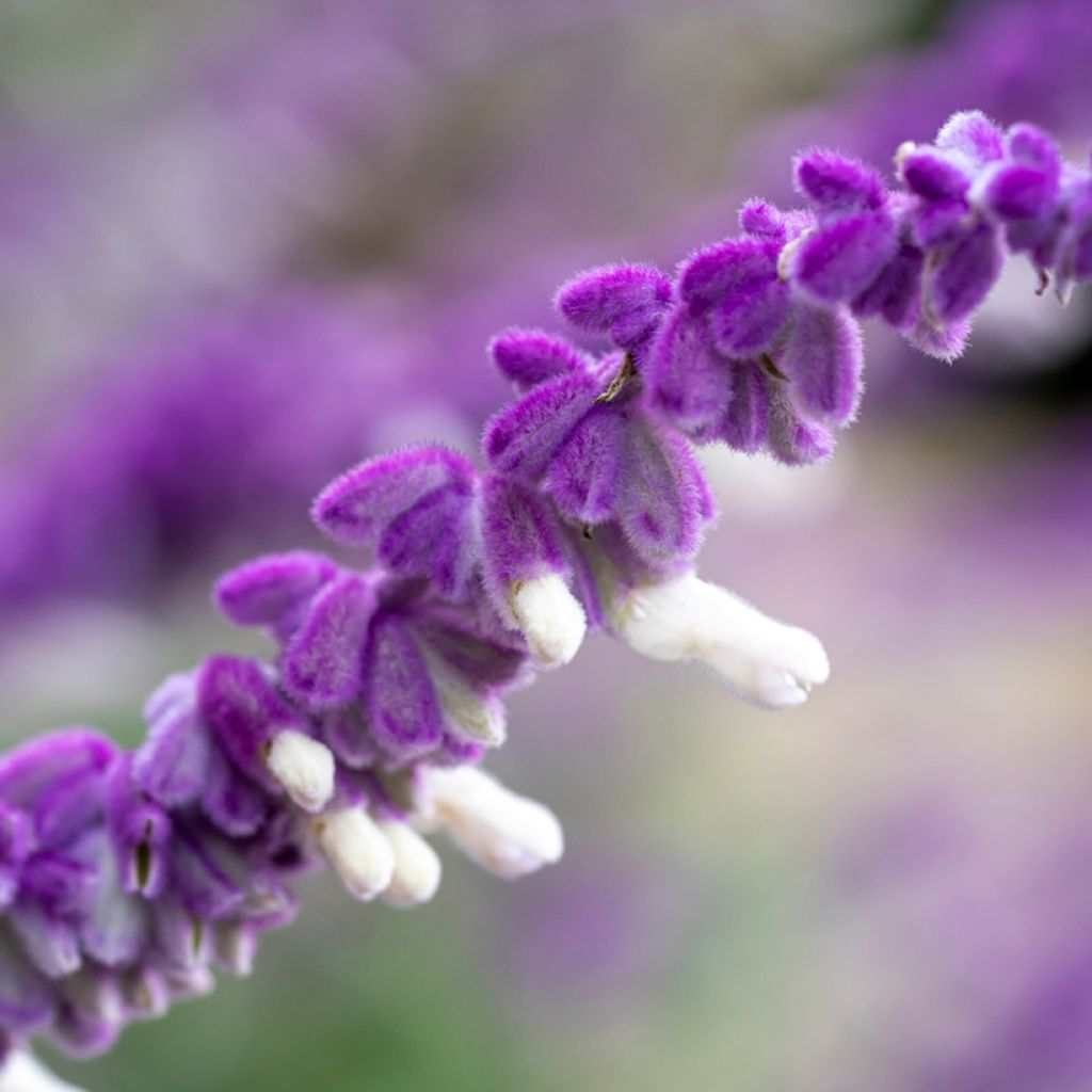 Salvia leucantha