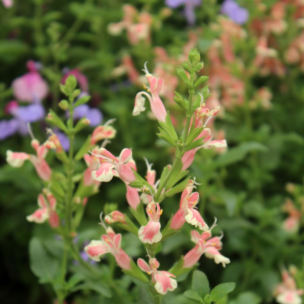 Salvia jamensis Belle de Loire