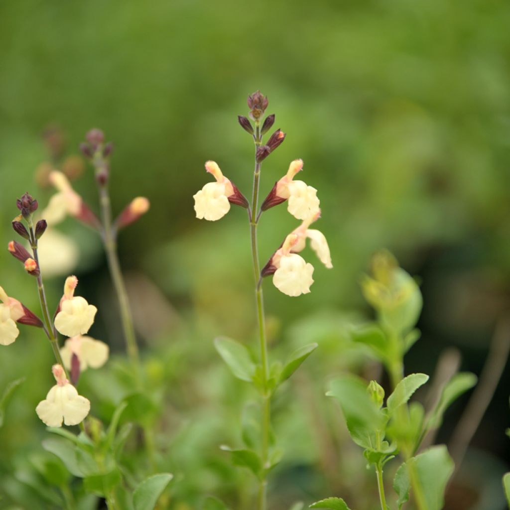 Salvia jamensis Melen