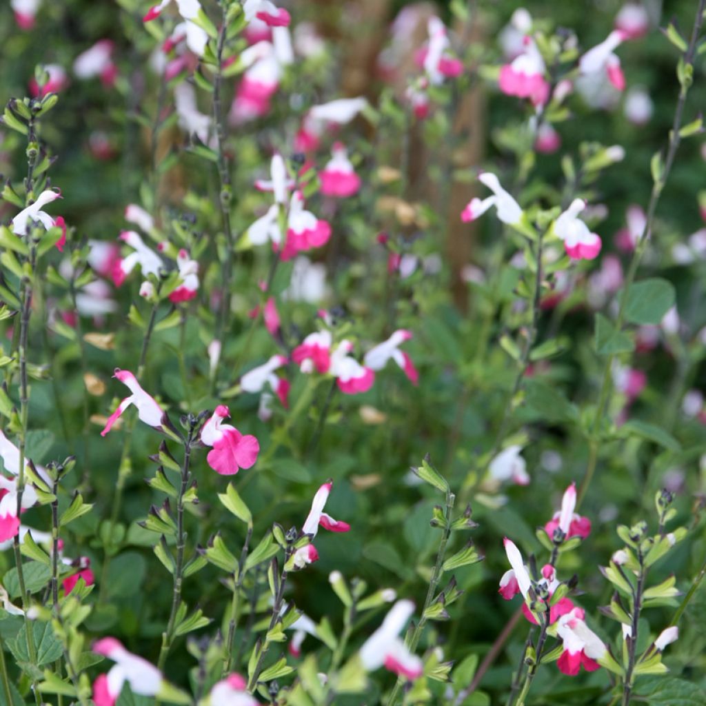 Salvia microphylla Pink Lips