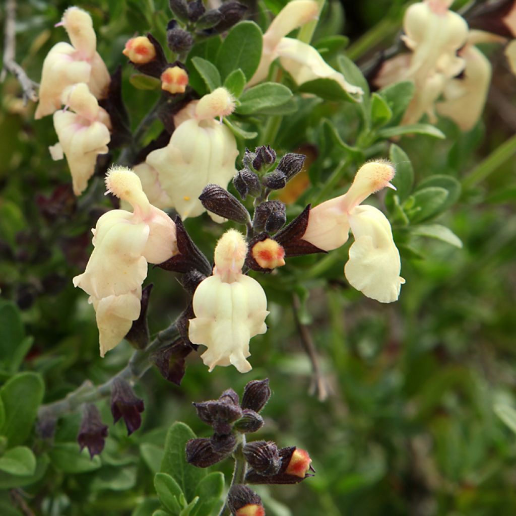 Salvia greggii Mirage Cream