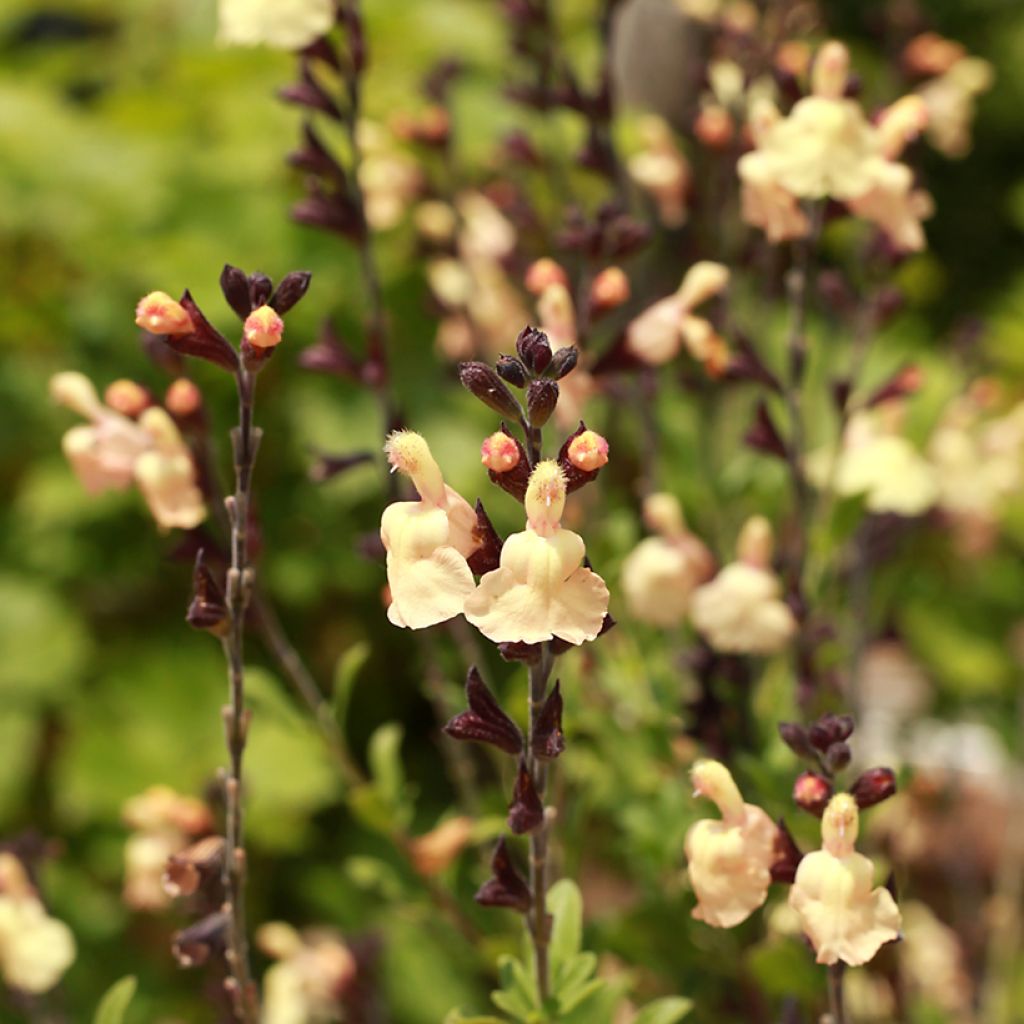 Salvia greggii Mirage Cream