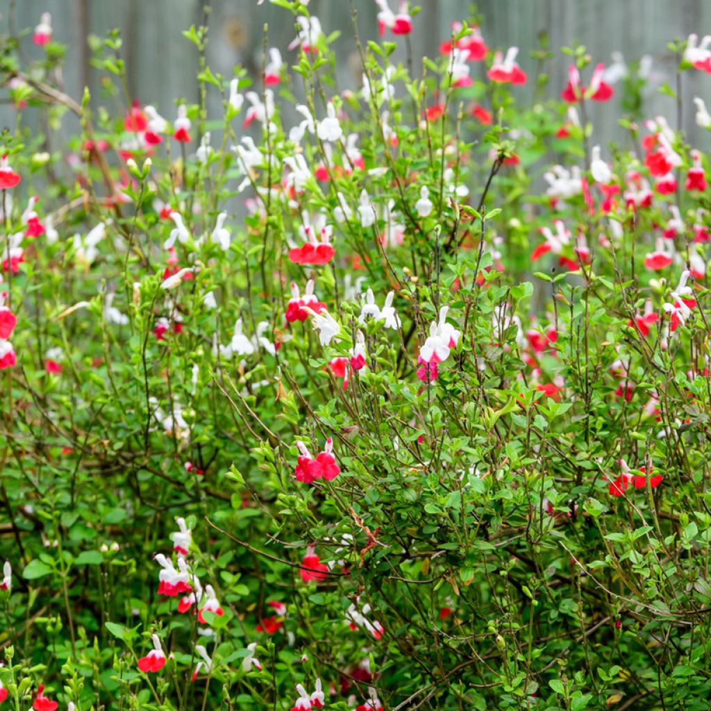 Salvia microphylla grahamii Hot Lips