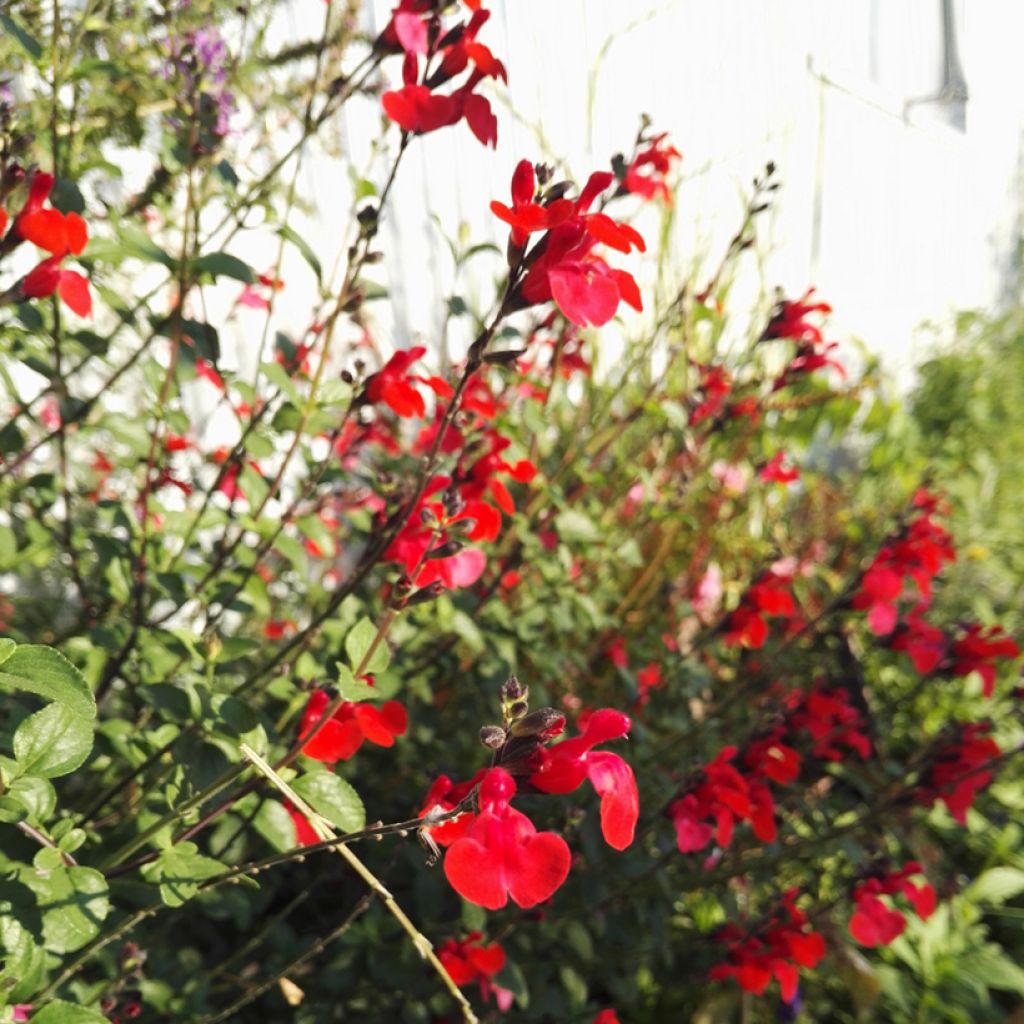 Salvia microphylla Royal Bumble