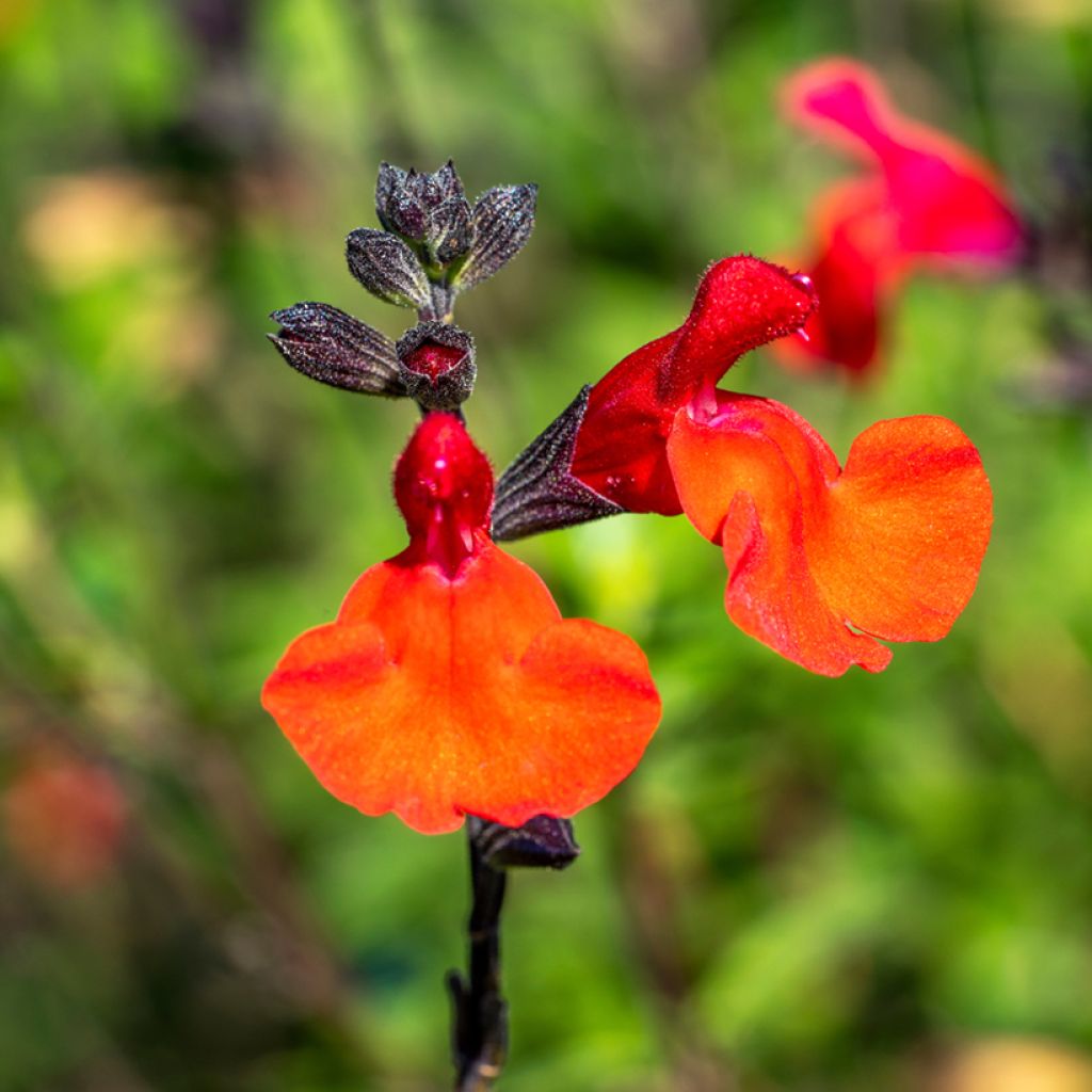 Salvia microphylla Royal Bumble