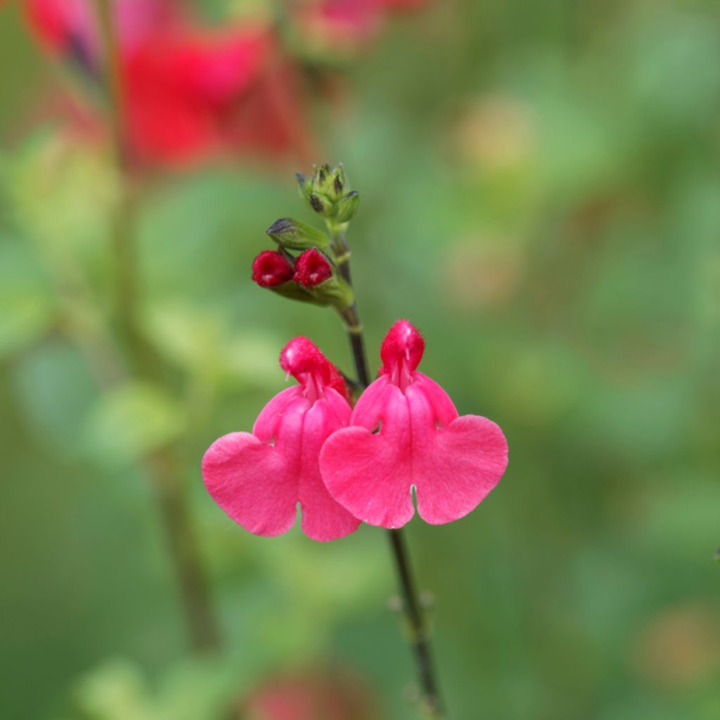 Salvia grahamii