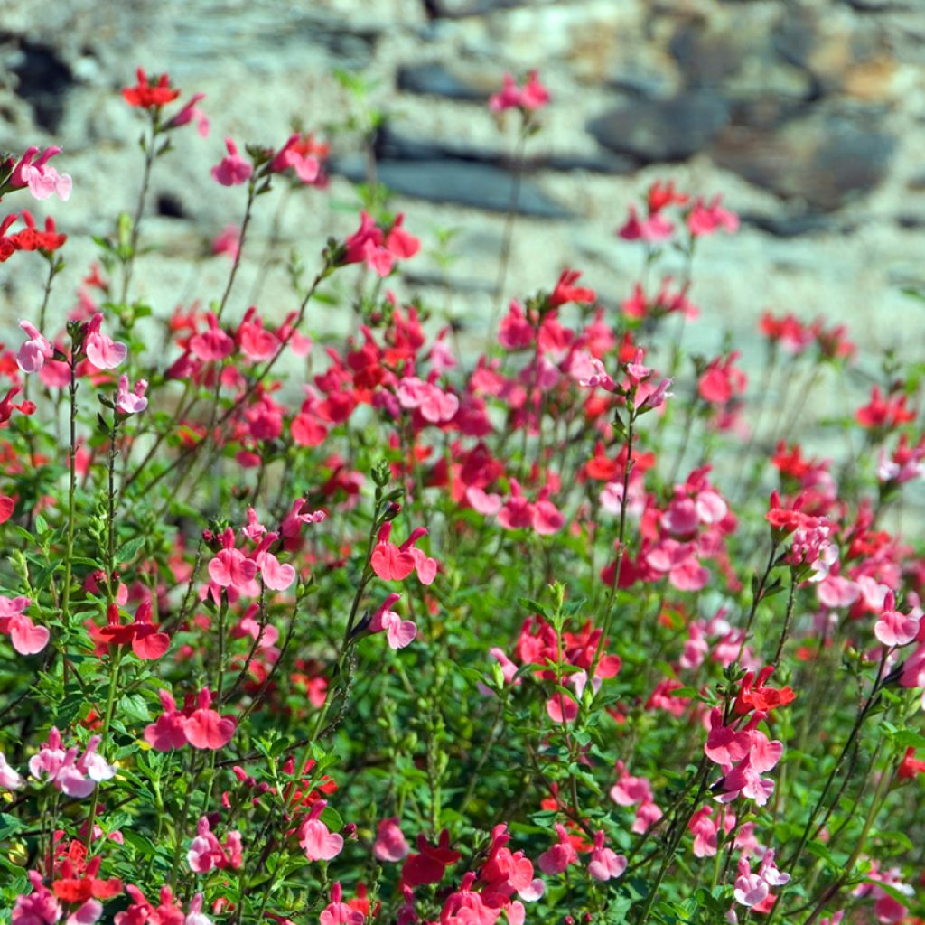 Salvia grahamii