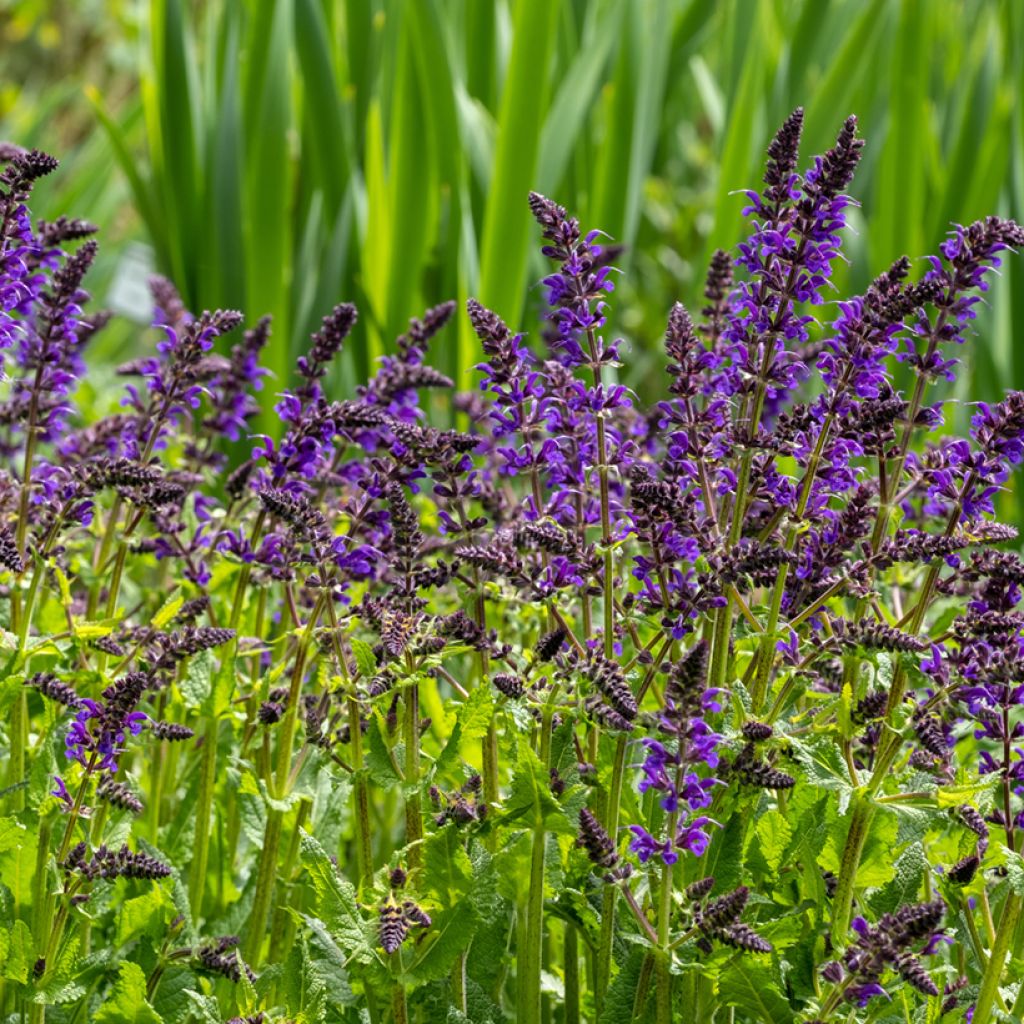 Salvia nemorosa Viola Klose - Woodland Sage