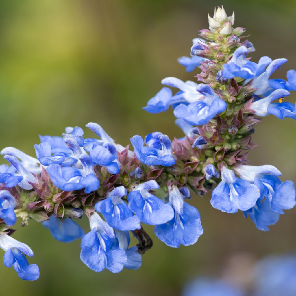 Salvia uliginosa