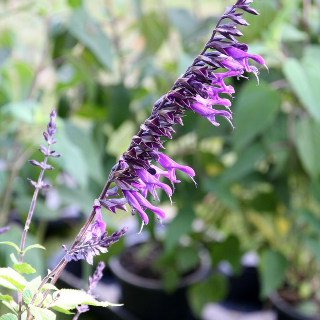 Salvia guaranitica Amistad violet