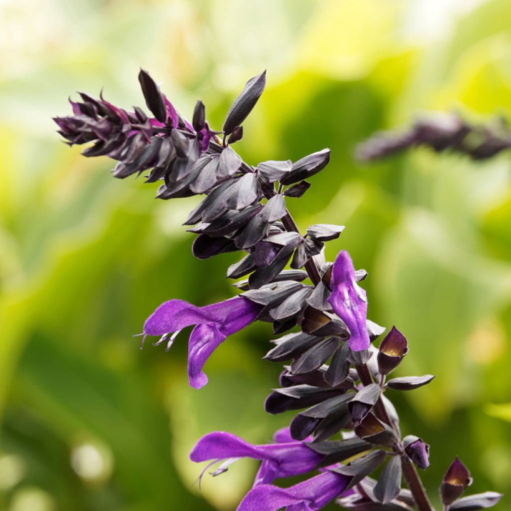 Salvia guaranitica Amistad violet