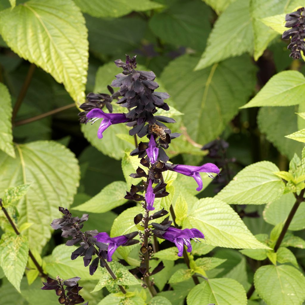 Salvia guaranitica Amistad violet