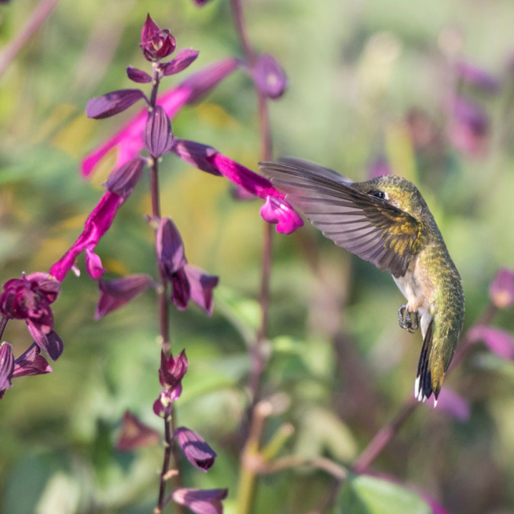 Salvia buchananii Love and Wishes