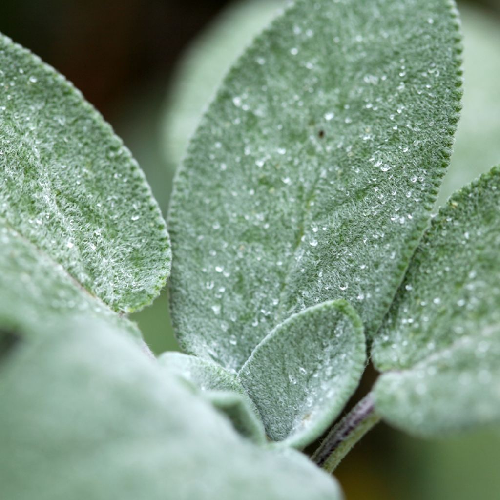 Salvia officinalis Berggarten